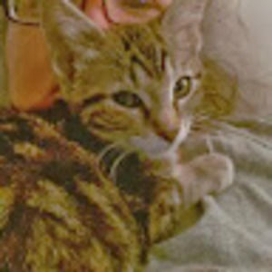 Meet your Posher, Misty